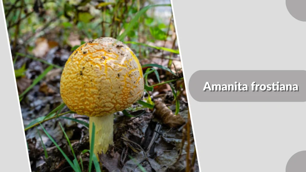 Amanita frostiana