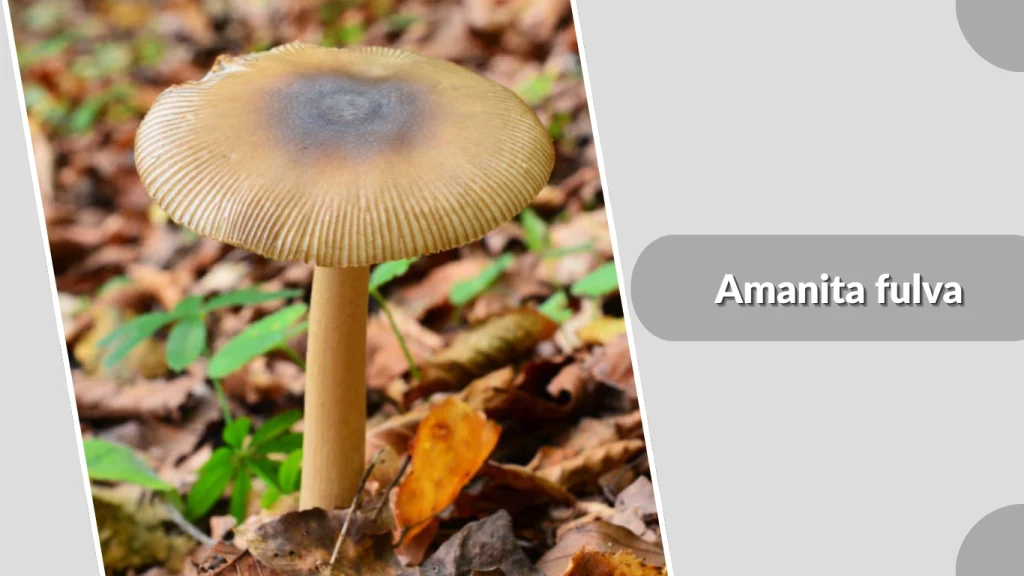 Amanita fulva