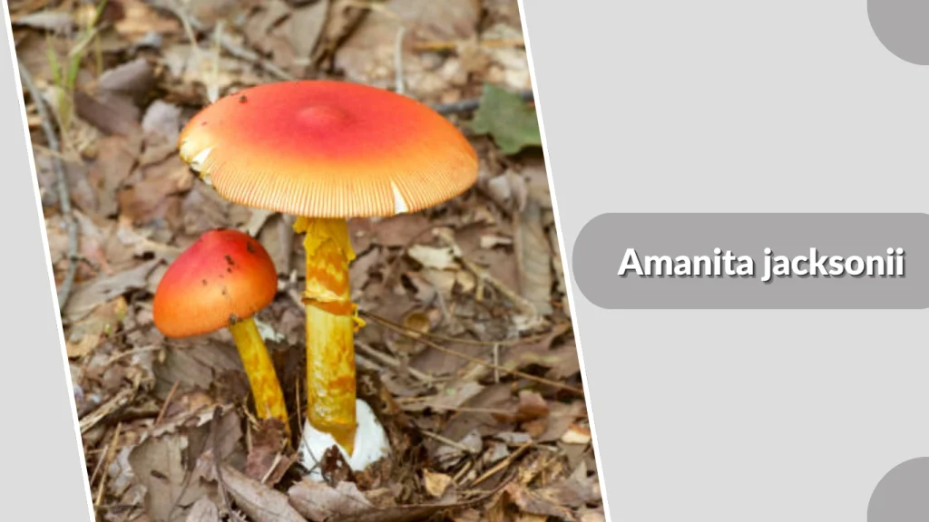 Amanita jacksonii