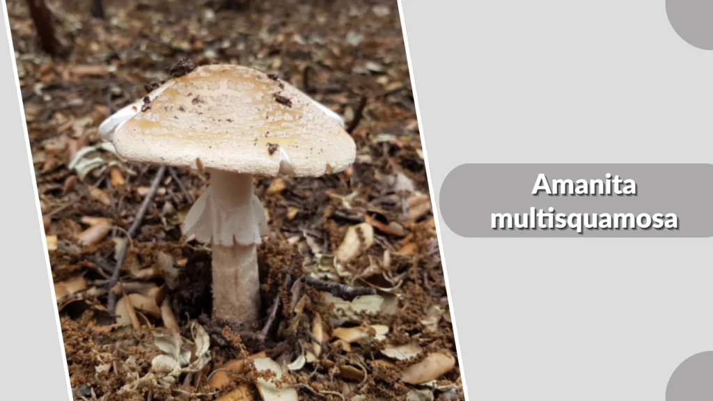 Amanita multisquamosa