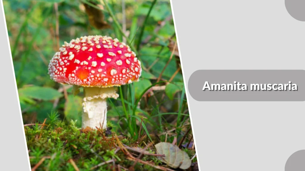 Amanita muscaria mushroom