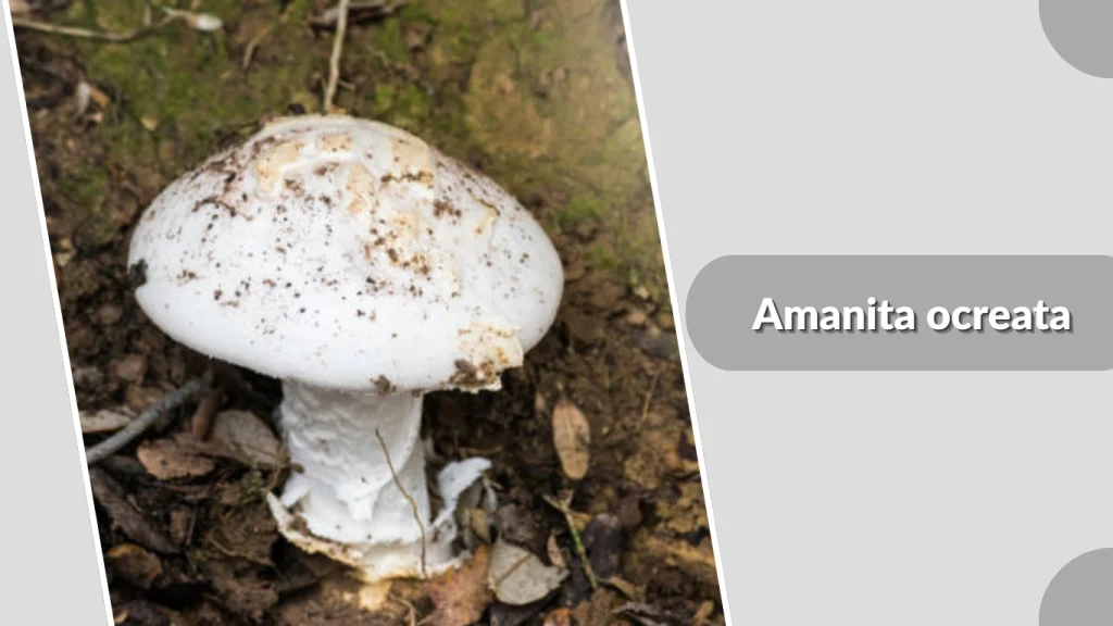 Amanita ocreata