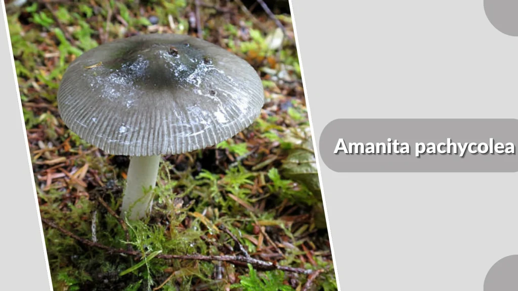 Amanita pachycolea