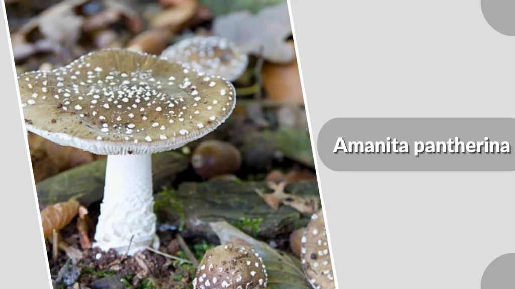 Amanita pantherina