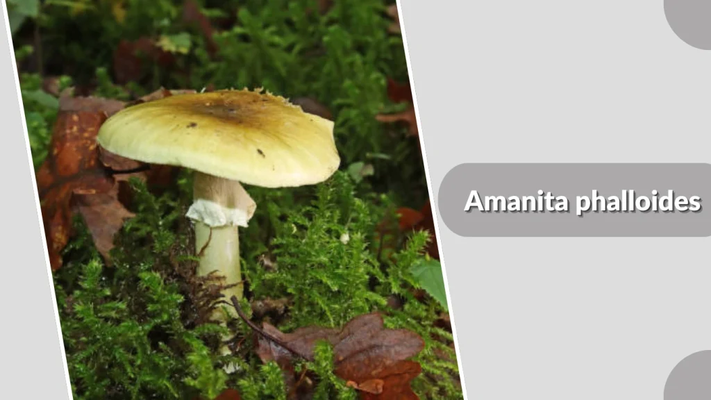 Amanita phalloides