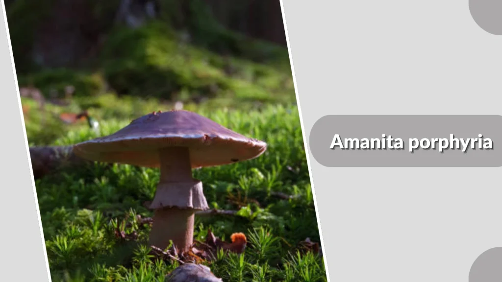 Amanita porphyria