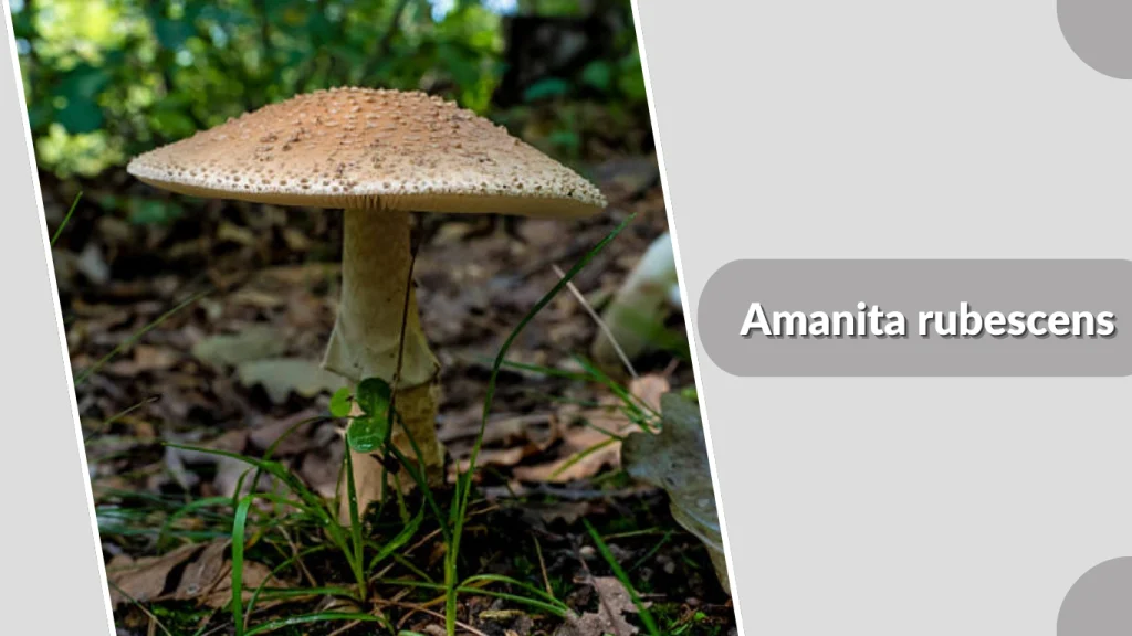 Amanita rubescens