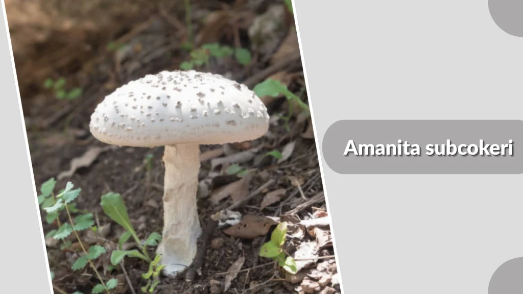 Amanita subcokeri