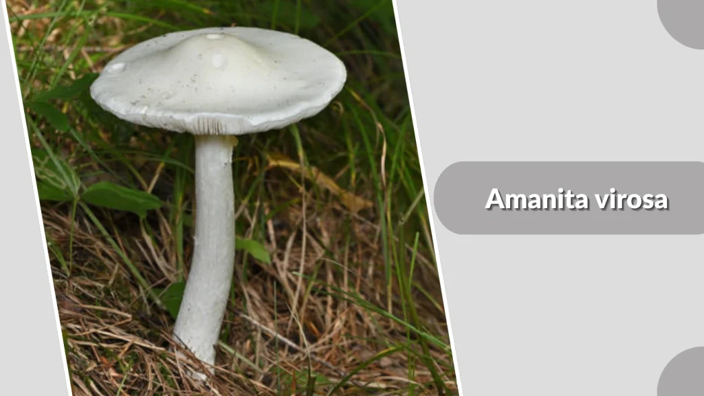 Amanita virosa mousroom