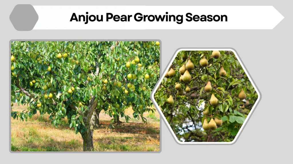 Anjou Pear: How to Grow, Care, Season, Color & Identification