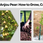 Anjou Pear How to Grow, Care, Season, Color & Identification