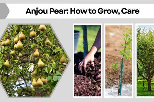 Anjou Pear How to Grow, Care, Season, Color & Identification