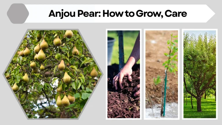 Anjou Pear How to Grow, Care, Season, Color & Identification