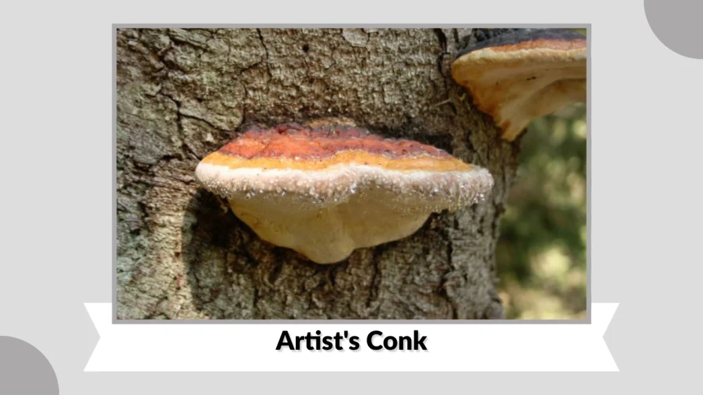 Artist's Conk