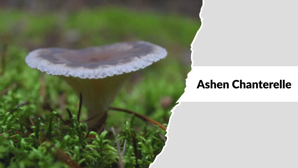 Ashen Chanterelle