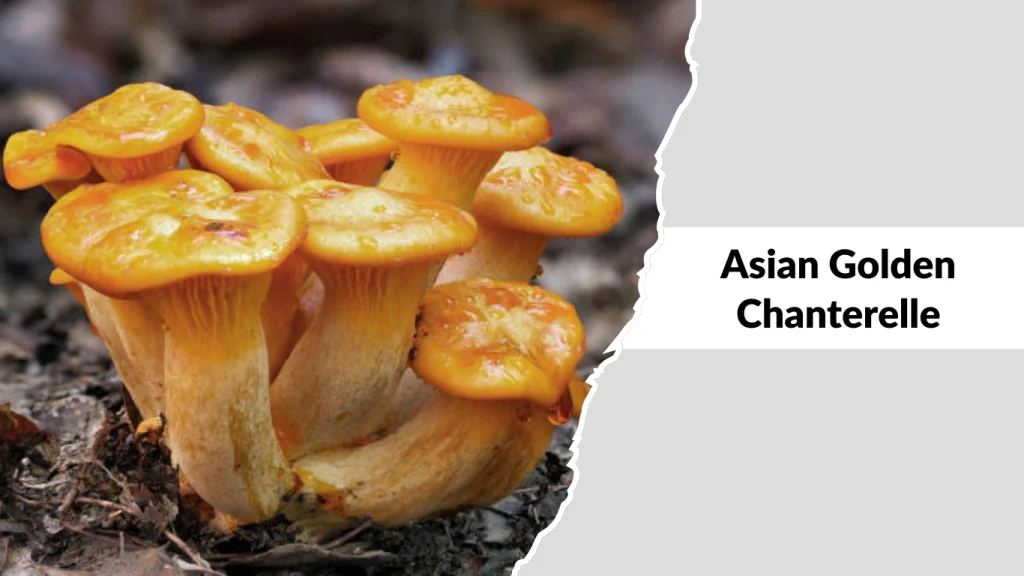 Asian Golden Chanterelle