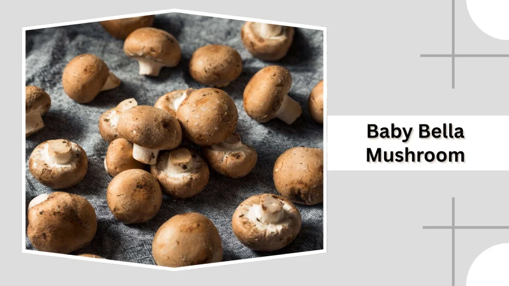 Baby Bella Mushroom