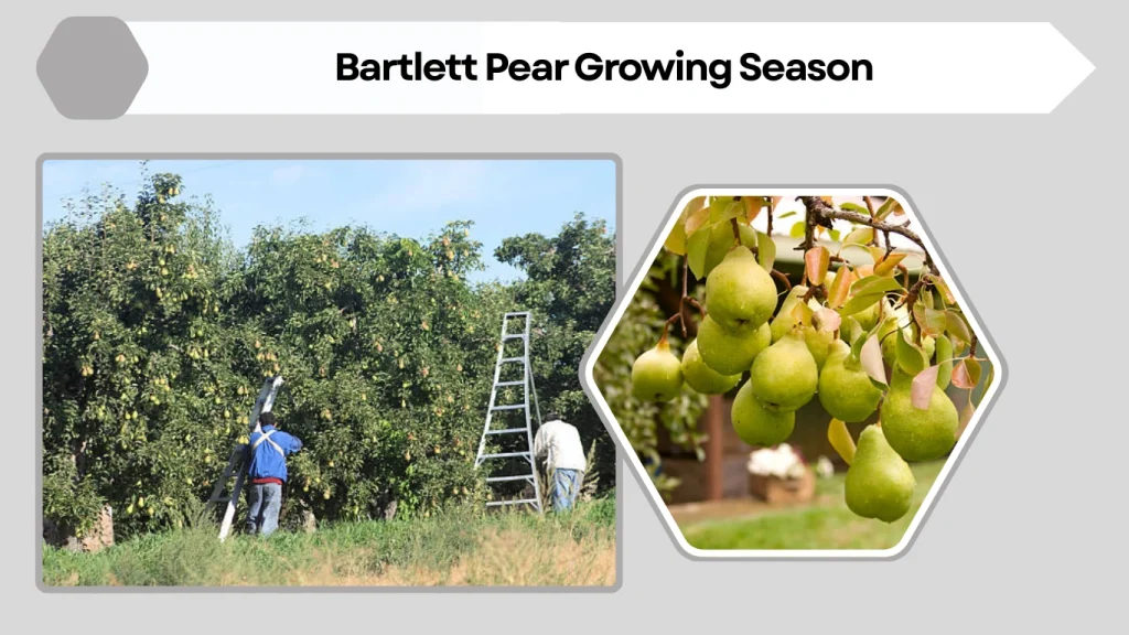 Bartlett Pear Tree: How to Grow, Care, Season & Identification