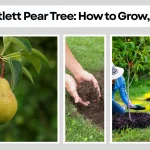Bartlett Pear Tree How to Grow, Care, Season & Identification