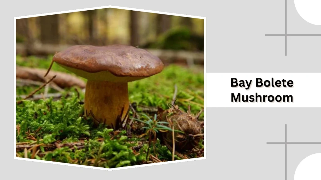Bay Bolete