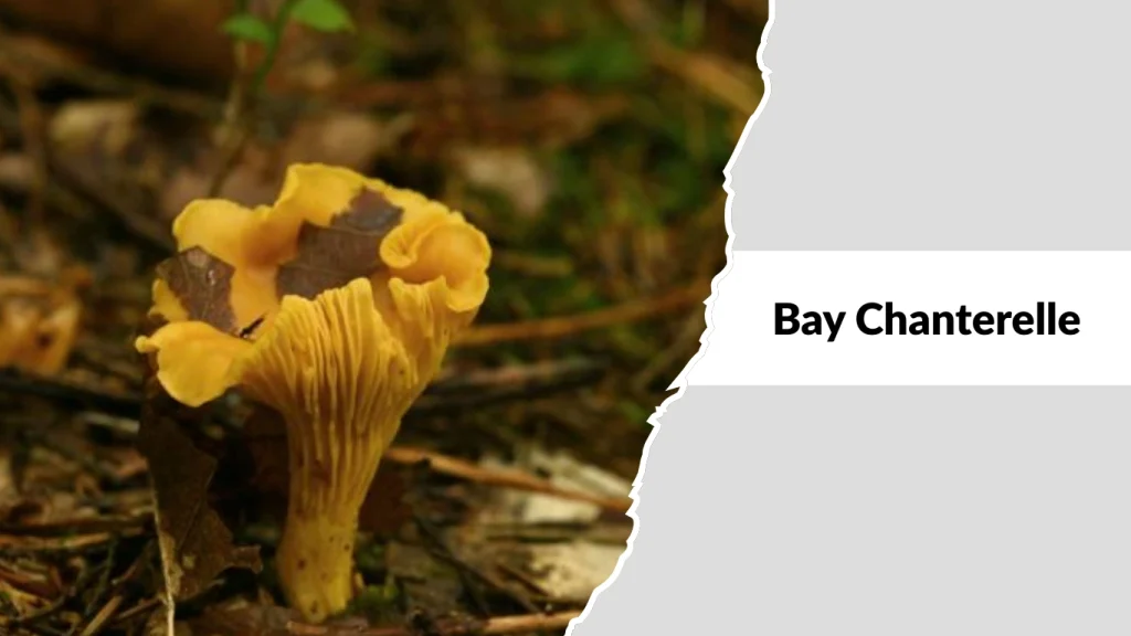 Bay Chanterelle