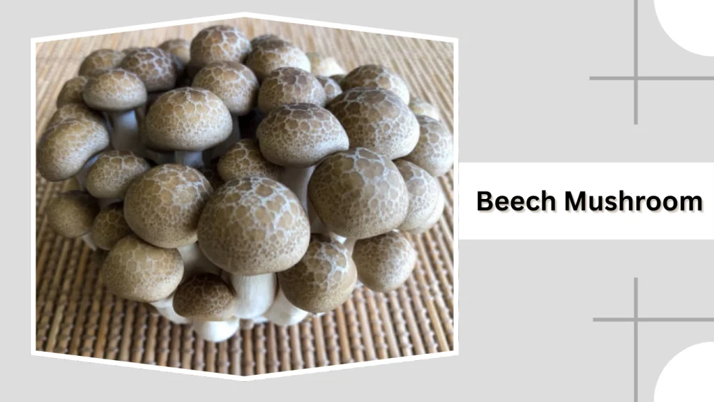 Beech Mushroom