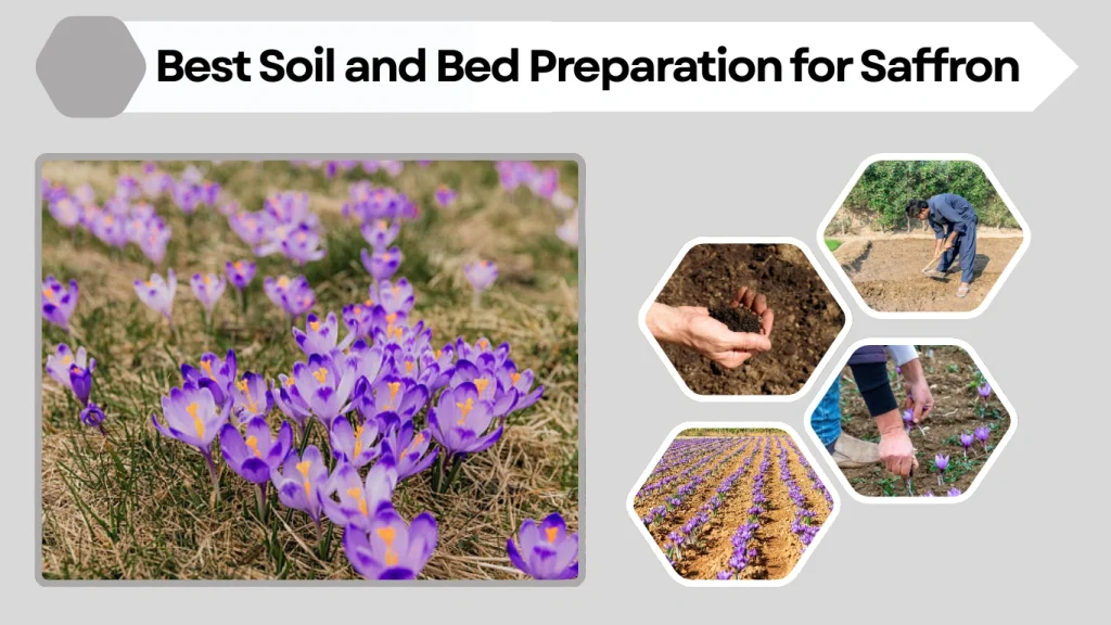 Best Soil and Bed Preparation for Saffron