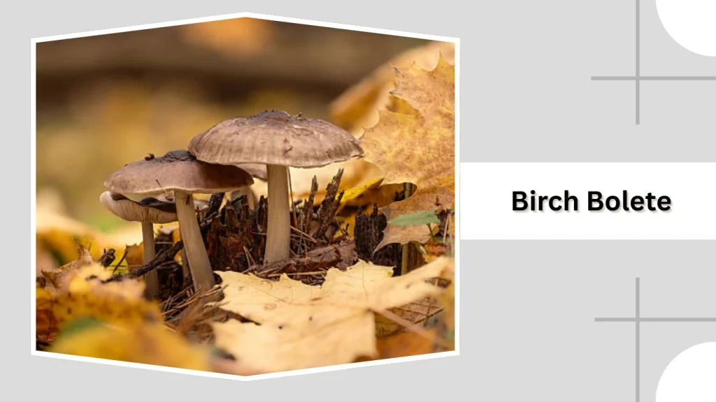 Birch Bolete