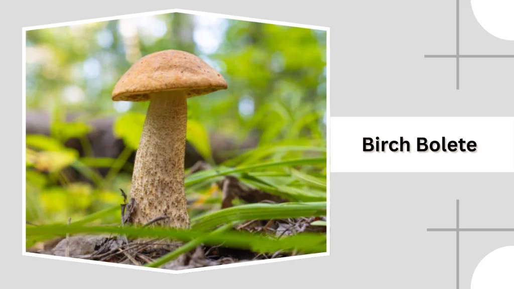 Birch Bolete