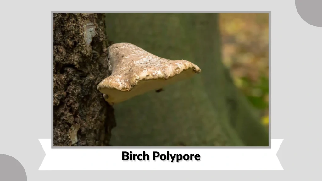 Birch Polypore