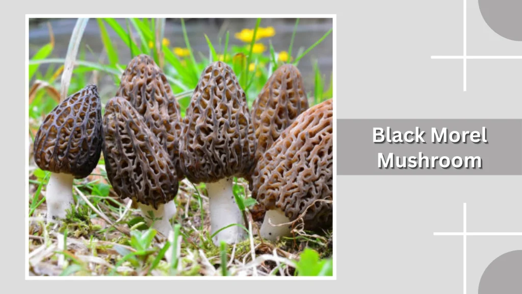 Black Morel Mushroom