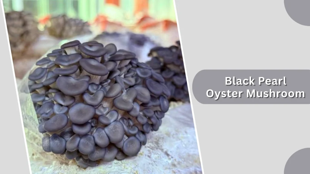 Black Pearl Oyster Mushroom