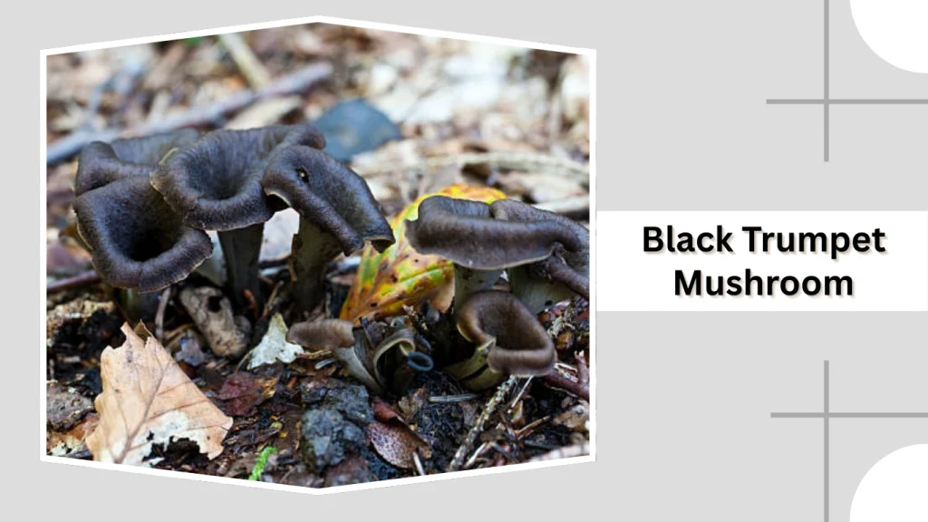 Black Trumpet Mushroom
