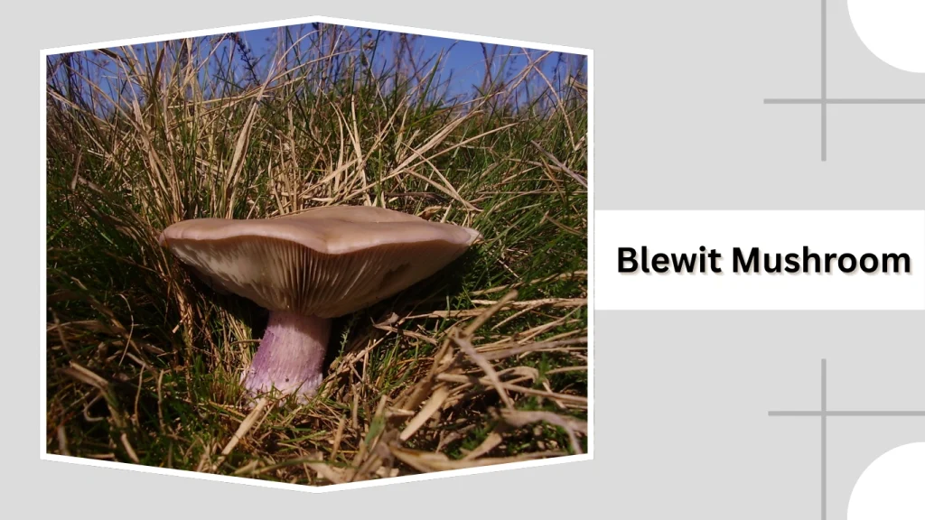 Blewit Mushroom