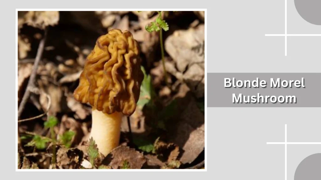 Blonde Morel Mushroom