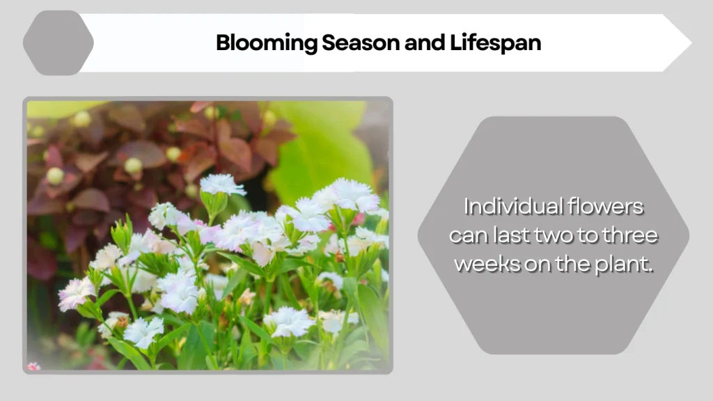 Blooming Season and Lifespan