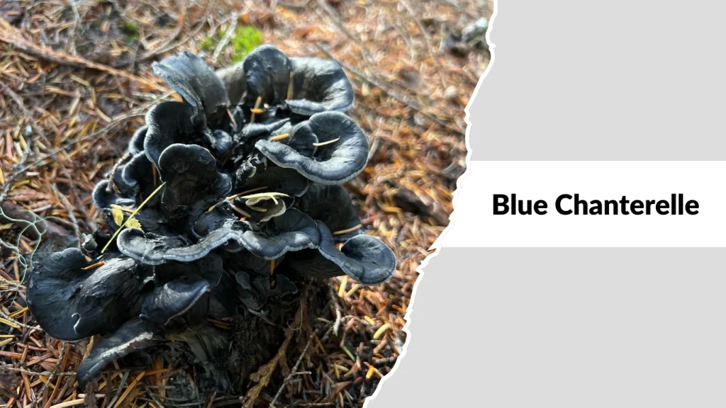 Blue Chanterelle