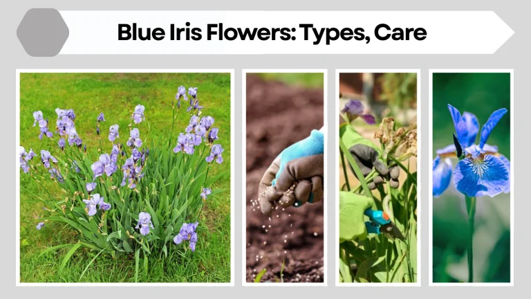 Blue Iris Flowers: Types, Care, and Growing Guide