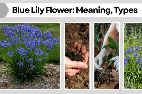 Blue Lily Flower Meaning, Types, Benefits, and Growing Guide