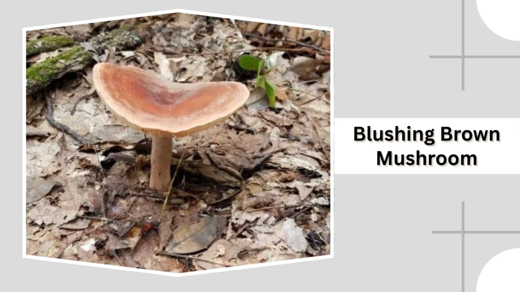 Blushing Brown Mushroom