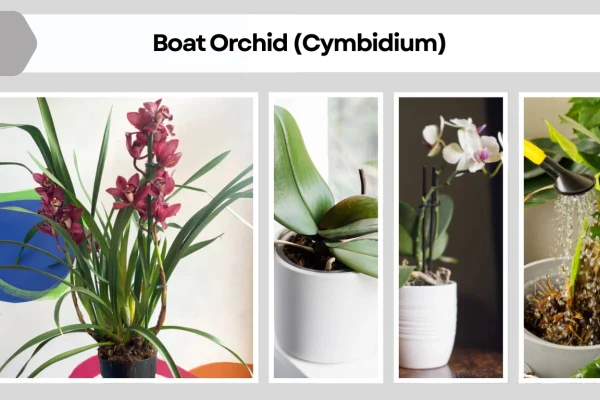 Boat Orchid (Cymbidium) How to Grow Indoors and Outdoors