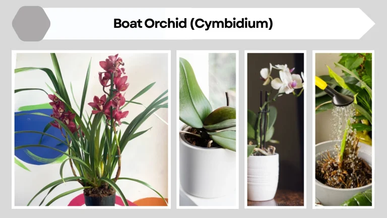 Boat Orchid (Cymbidium): How to Grow Indoors and Outdoors