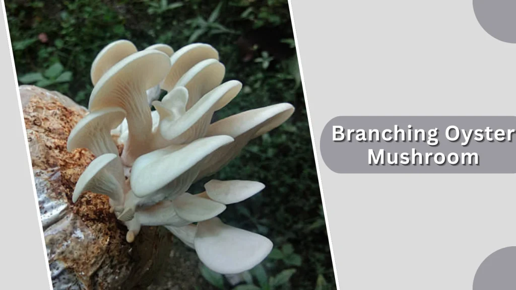 Branching Oyster Mushroom