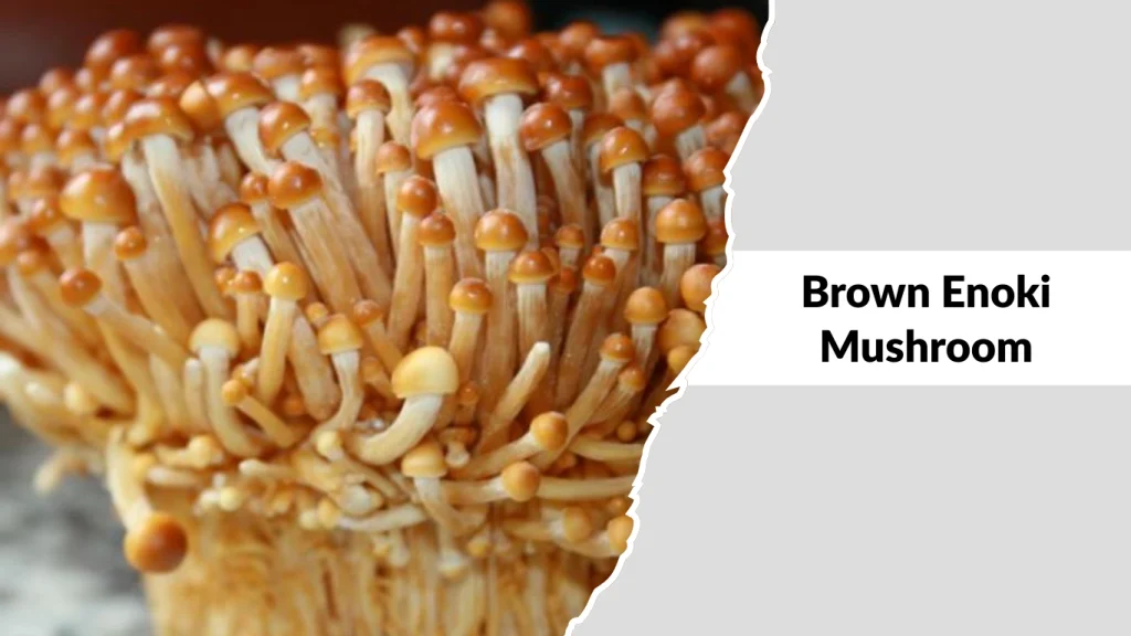 Brown Enoki Mushroom