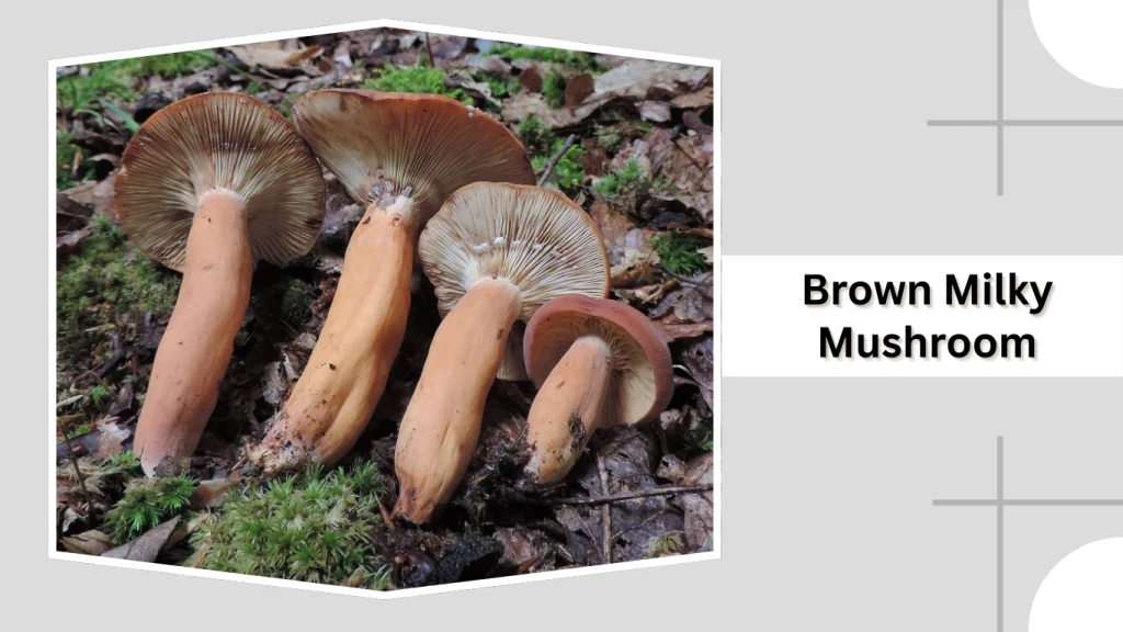 Brown Milky Mushroom