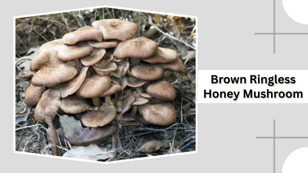 Brown Ringless Honey Mushroom