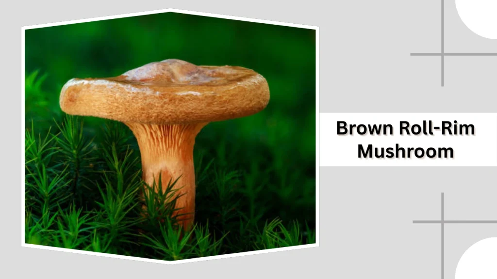 Brown Roll-Rim Mushroom