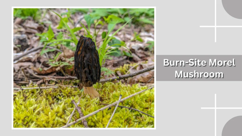 Burn-Site Morel Mushroom