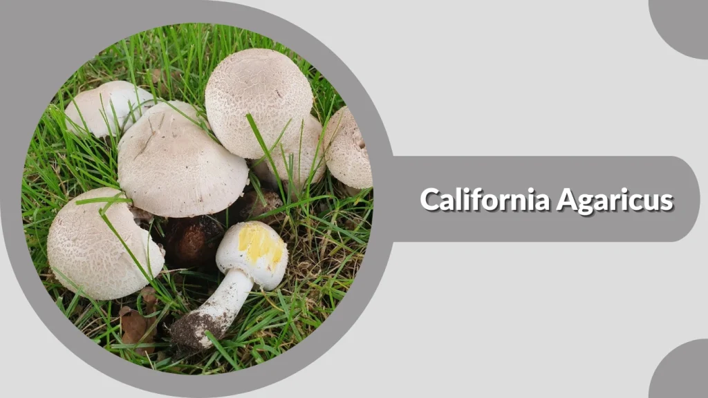 California Agaricus