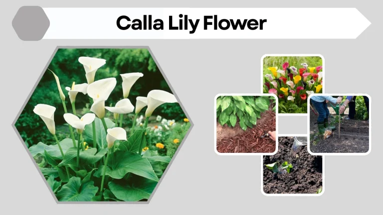 Calla Lily Flower: Meaning, Types, Colors, and Care Guide
